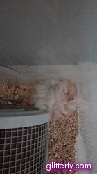 glitterfy8121233709B81.gif