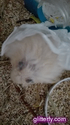 glitterfy8121504775B81.gif